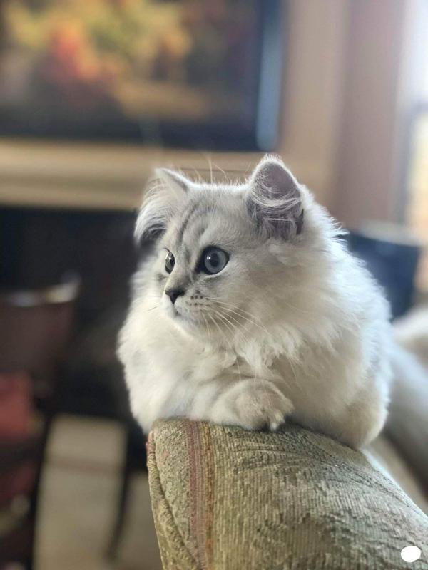 chinchilla cat breeder